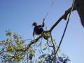 Active Tree Care Ltd image 3