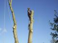 Active Tree Care Ltd image 4
