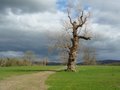 Acton Scott Historic Working Farm image 3