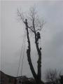 Affordable tree care image 3