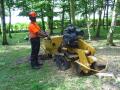 Allens Green Tree Stump Removal image 3