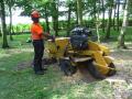 Allens Green Tree Stump Removal image 4