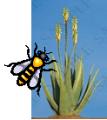 Aloe Bee Health - Forever Living image 2