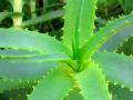 Aloe Bee Health - Forever Living image 1