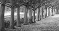 Anglesey Abbey image 4