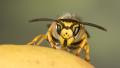 Annihilated Wasps image 2