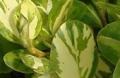 Anthos Plants Ltd image 1