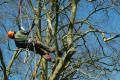 Arkle Wood Services - Tree Surgeon image 2