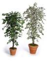 Artificial Christmas Tree Supplier, Order Online. Silk Plants & Flowers Shop image 10
