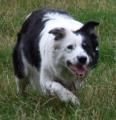 Astra Sheepdog Centre image 1