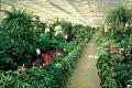 Aylett Nurseries Ltd image 6