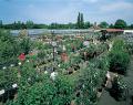 Aylett Nurseries Ltd image 1