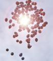 Balloons Over Teesside image 3