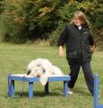 Bassingbourn Barking Mad Dog Training School image 1