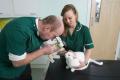 Batchelor, Davidson and Watson, Veterinary Surgeons image 3