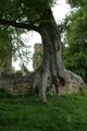 Bayham Old Abbey image 6