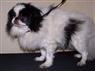 Beautipets Dog Grooming image 5