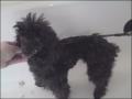 Beautipets Dog Grooming image 6