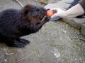 Beaver Zoological Gardens & Reptile Rescue Ltd image 4