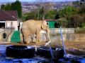 Belfast Zoo image 10