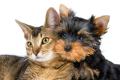 Best Friends Veterinary Surgery image 2