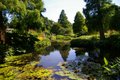 Beth Chatto Gardens image 4
