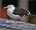 Bird Stop image 3