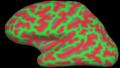 Birkbeck/UCL Centre for Neuroimaging logo