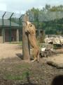 Blackpool Zoo image 9