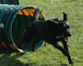 Blackthorn Dog Training image 2