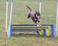 Blackthorn Dog Training image 4