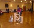 Blackthorn Dog Training image 6