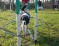 Blackthorn Dog Training image 9
