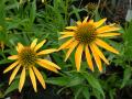 Blooming Marvellous Plant Centre and Nursery logo