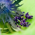 Blue Geranium Florist image 2
