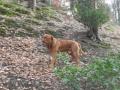 Bow, Dogue de Bordeaux image 7