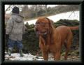 Bow, Dogue de Bordeaux image 1