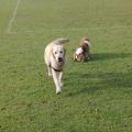 Bow Wow Meow -Dog Walking and Cat Feeding Teddington Richmond Hampton Twickenham image 3