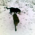 Bow Wow Meow -Dog Walking and Cat Feeding Teddington Richmond Hampton Twickenham image 4