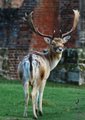 Bradgate Park & Swithland Wood Country Park image 3