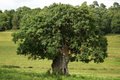 Bradgate Park & Swithland Wood Country Park image 5