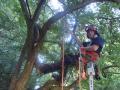 Briscoe Tree Care image 1