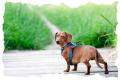 Bristol Dog Walking and Pet Sitting - Doggy Delight image 3