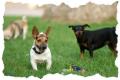 Bristol Dog Walking and Pet Sitting - Doggy Delight image 4