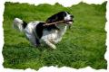 Bristol Dog Walking and Pet Sitting - Doggy Delight image 5