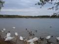 Brixworth Country Park image 5