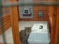 Broadland Cattery image 3