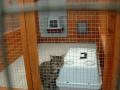 Broadland Cattery image 3