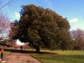 Brockwell Park image 2