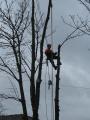 Bruks Tree Surgery image 3